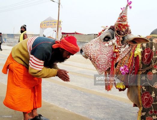 hindu-devotee-saluting-to-cow-for-the-get-blessing-of-god-during-the-picture-id1.jpg