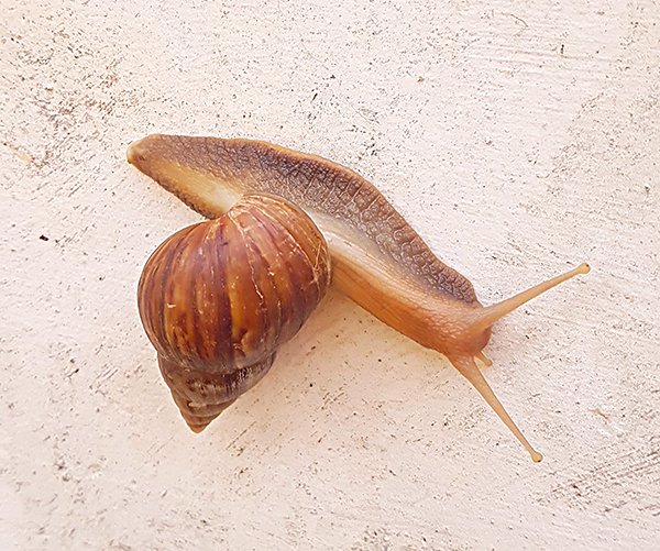 Snail.jpg