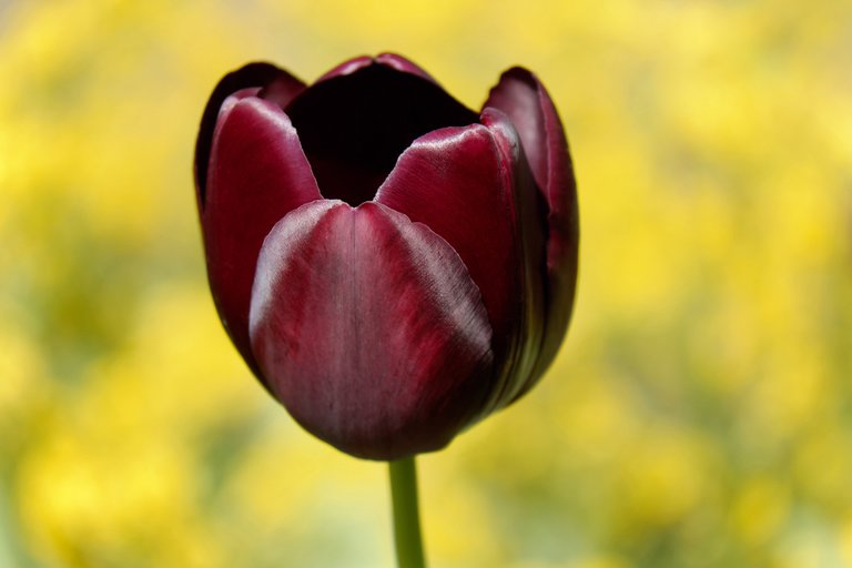 Pixabay - Focus for Success - 7 - tulip-2270953_1920.jpg