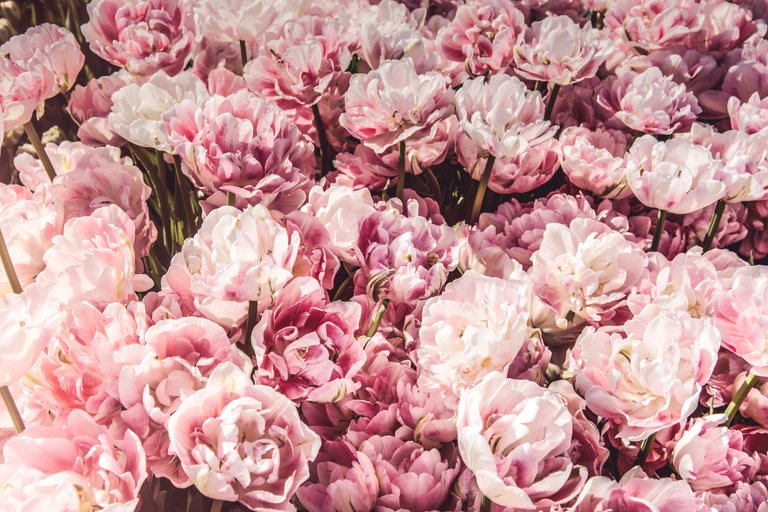 Pink Petal Peony Flower.jpg