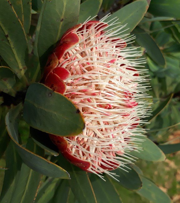 protea caffra.jpg