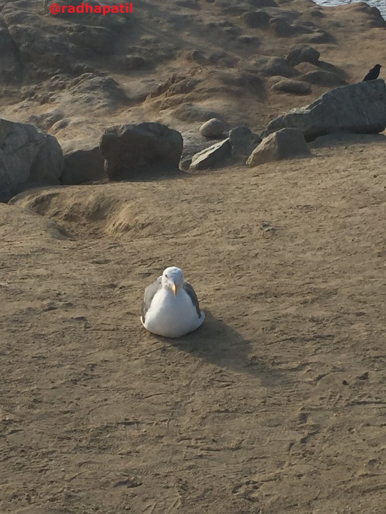 seagull.jpg