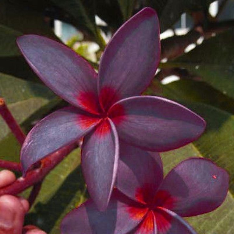 paquete-de-2-plumeria-morada-flor-de-mayo-D_NQ_NP_817314-MLM25846795693_082017-F.jpg