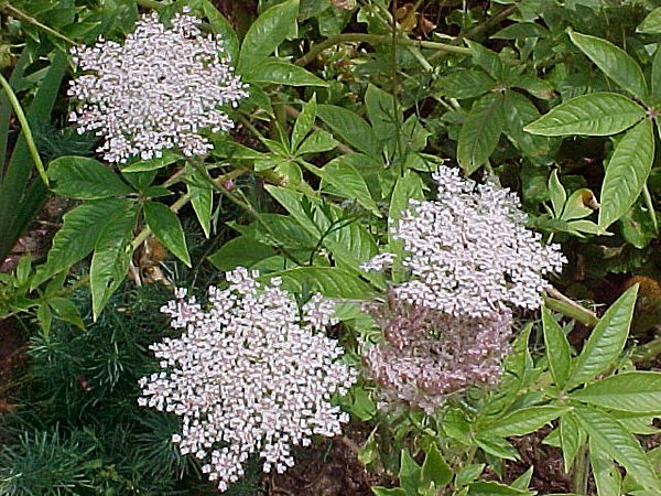 Pink.Queen.Annes.Lace2A.crop Aug.05.jpg