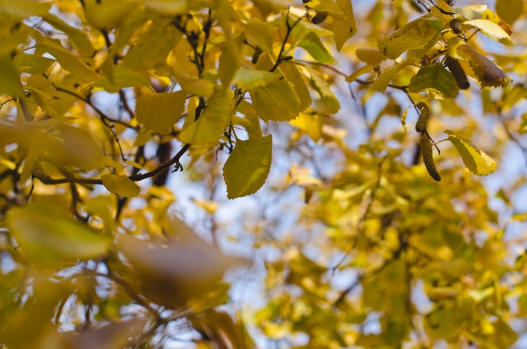 The changing yellow leaves in the trees.JPG