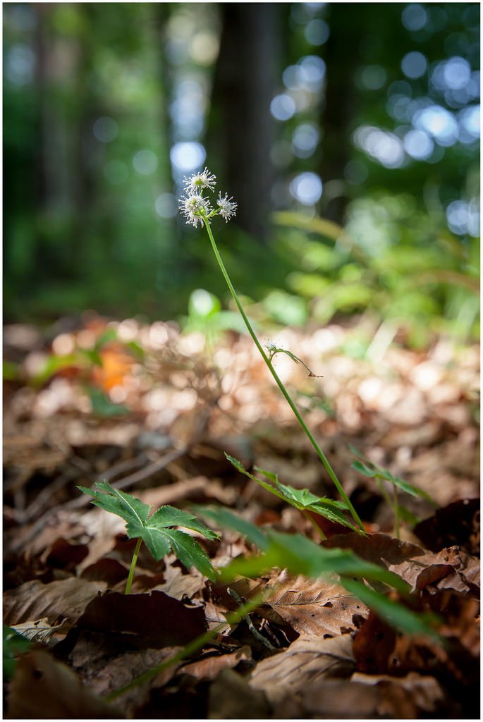 18300369439-flowers-forest.jpg