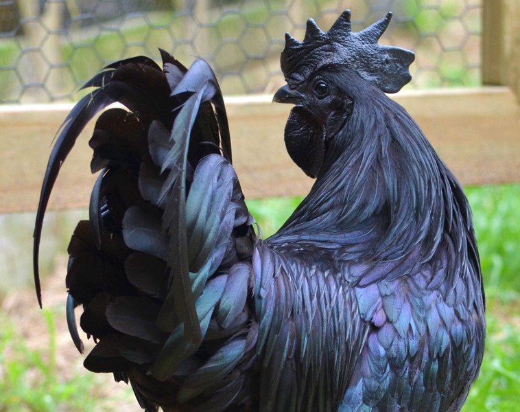 Ayam-Cemani-Chicken3.jpg