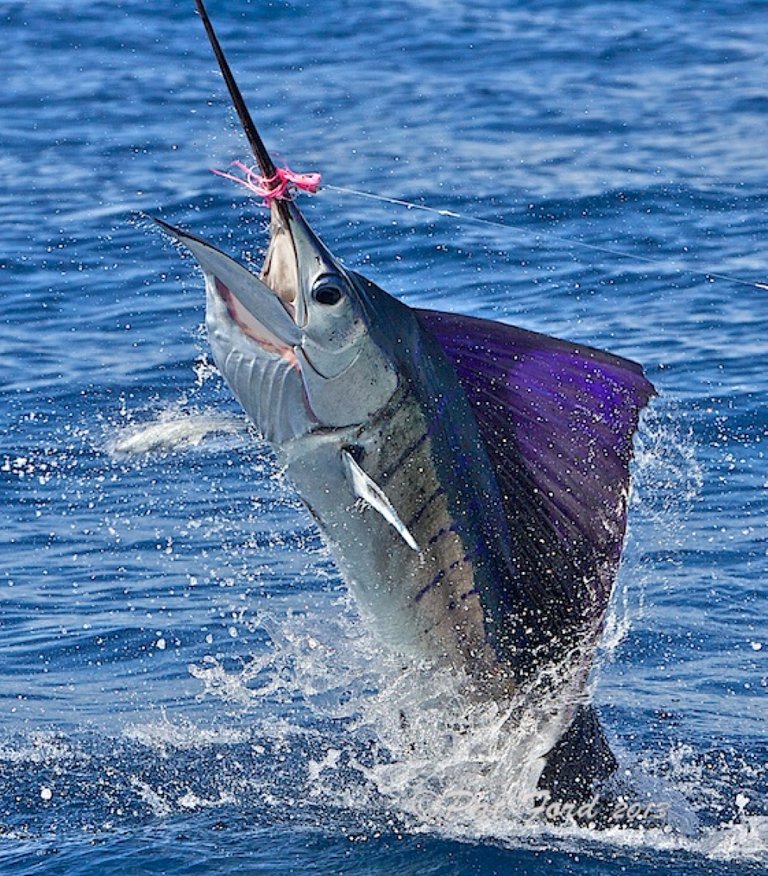 sailfish.jpg