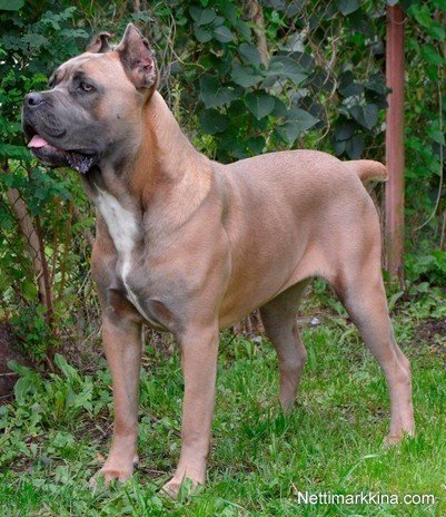 Cane-Corso-pentuja-c8410b0b2311cfce-medium.jpg