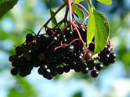 black-elderberry-9916__340.jpg