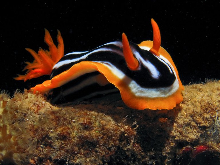 sea_slug___chromodoris_strigata_by_danibarchana-d5aeprm.jpg