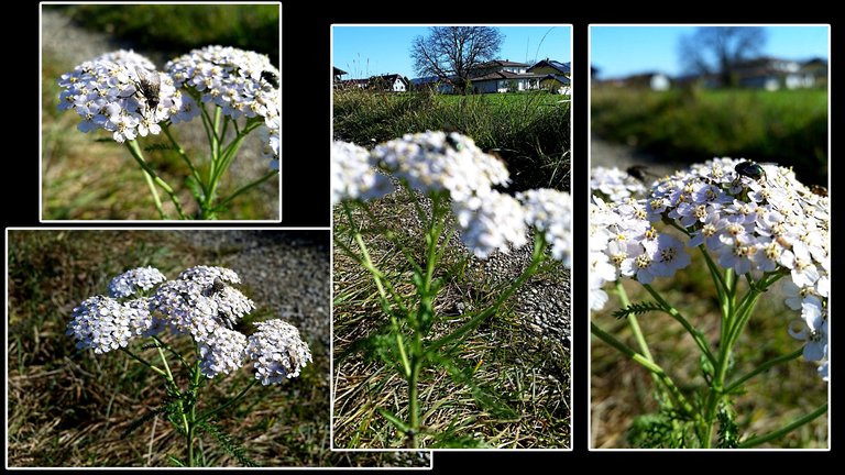 collage yarrow flies.jpg