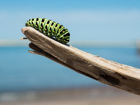 caterpillar-1209834__340.jpg