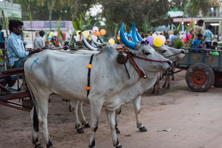 mattu-pongal--worshipping-the-cows-505616658-59c6ca4eaf5d3a0010f1a908.jpg