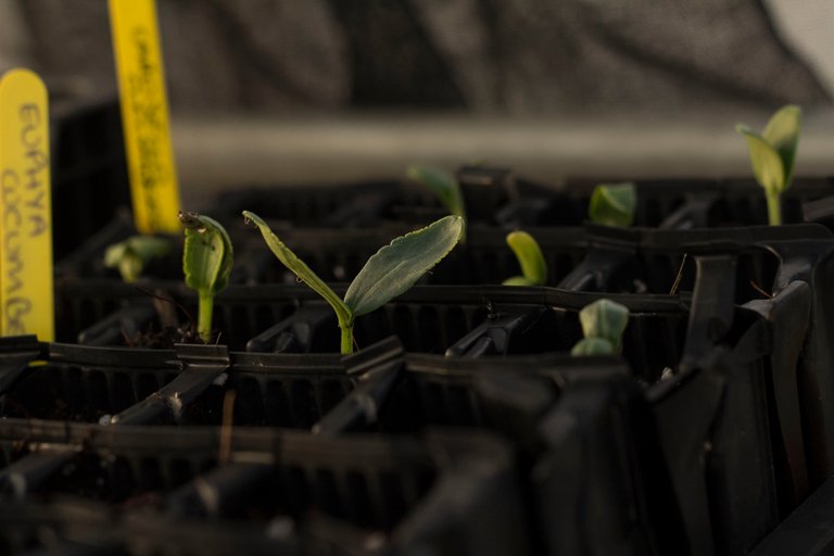 GCsundayseedlings1.jpg