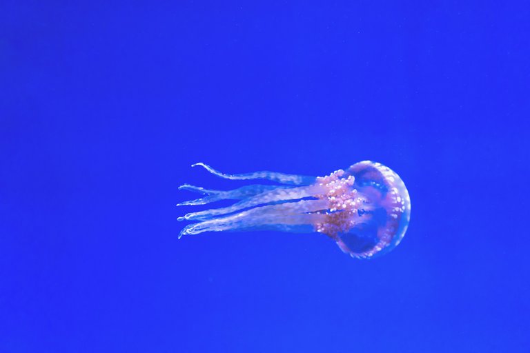 aquarium-1851003_1920.jpg