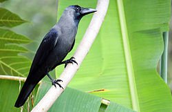 250px-House_Crow_(Corvus_splendens)1.JPG