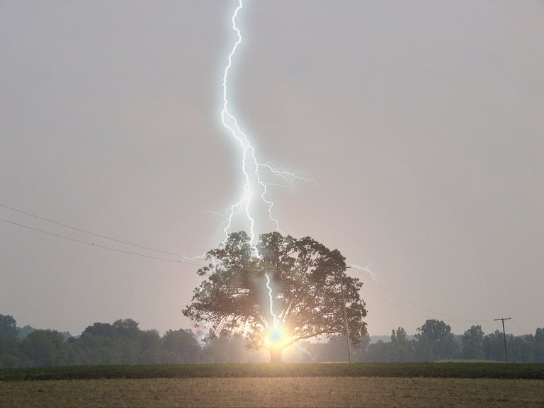 bigstock-Lightning-Strikes-Oak-Tree-314557-2.jpg