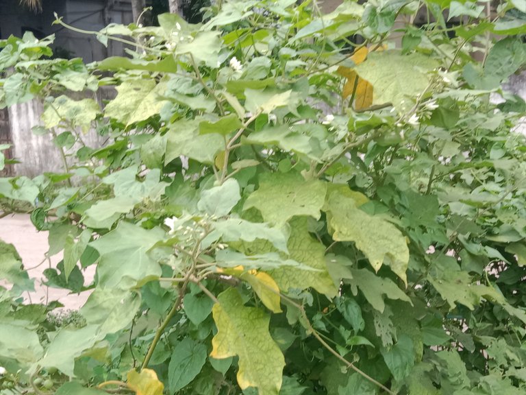 IMG_20230805_161928.jpg