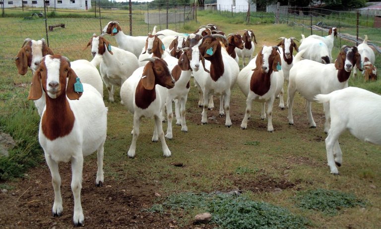 Boer-Goats-e1488228832605.jpg