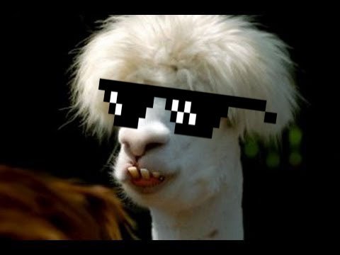 llama.jpg