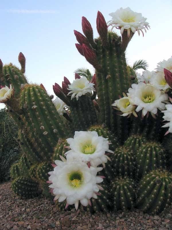 white cactus flower ).jpg