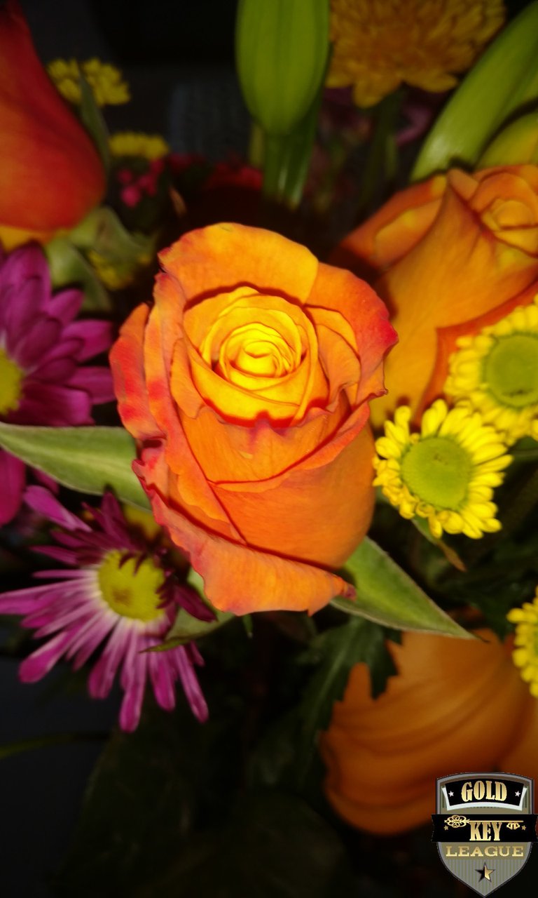 OrangeFlowerRose_1.jpg