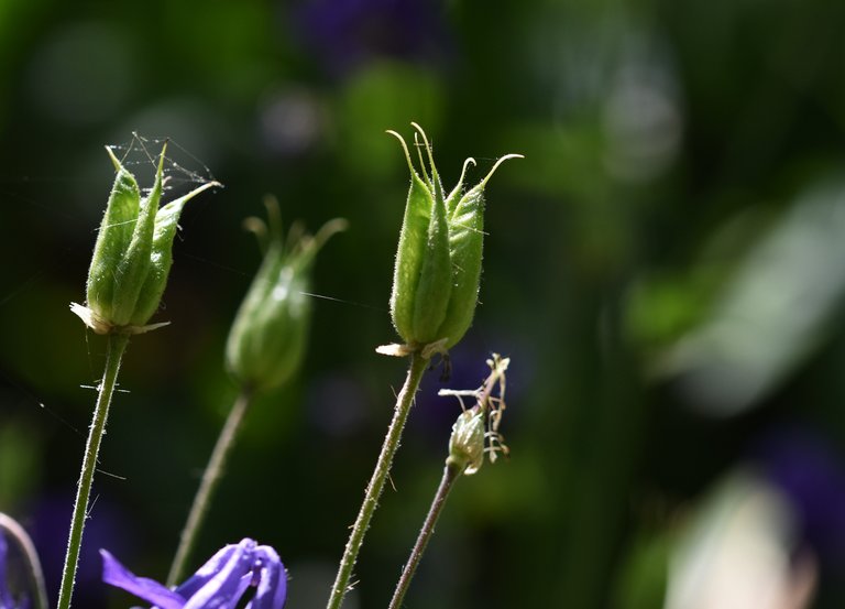 Columbine seed pod.jpg