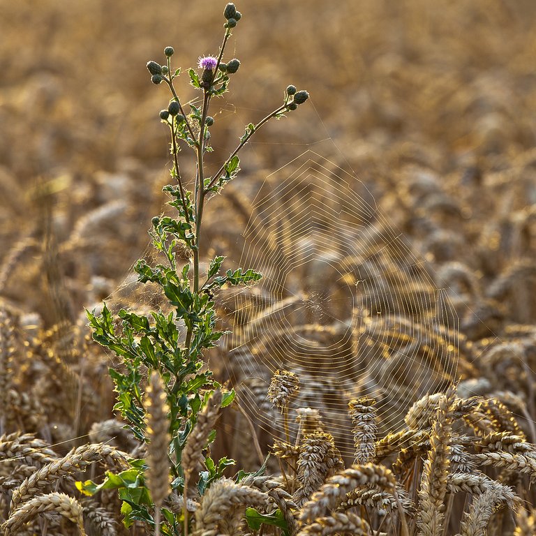 9458771272-cornfield-spiderweb (FILEminimizer).jpg