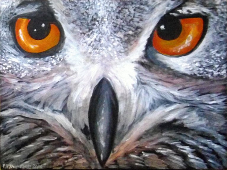 31_OwlCloseUp.jpg