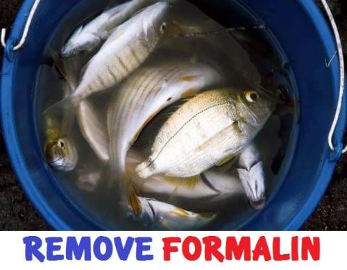 formalin (1).jpg