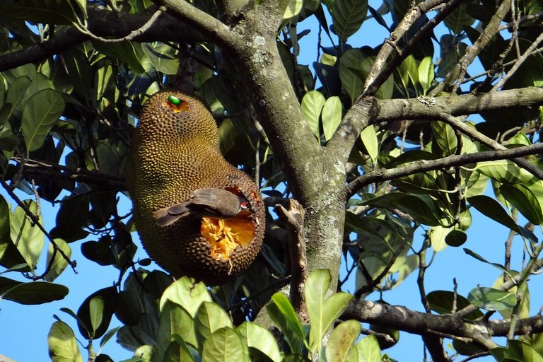 jackfruit-402322_960_720.jpg