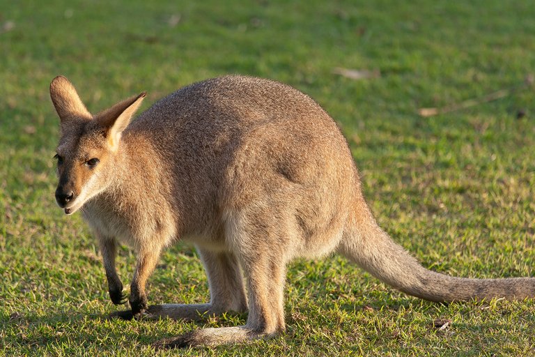 7466668352-brisbane-lone-pine-koala-sanctuarykangaroo (FILEminimizer).jpg