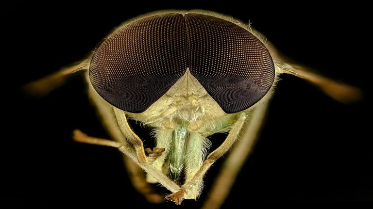 horse-fly-head