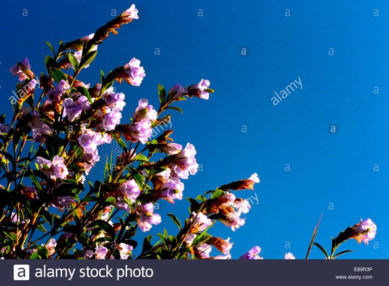 neelakurinji-E89R3P.jpg