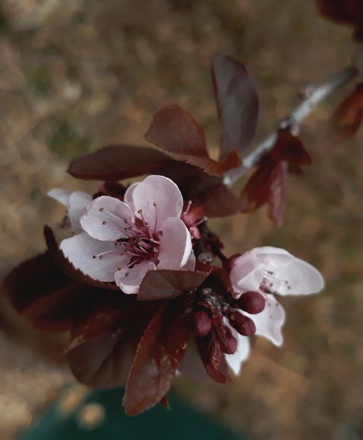 dwarf red-leaf plum.jpg