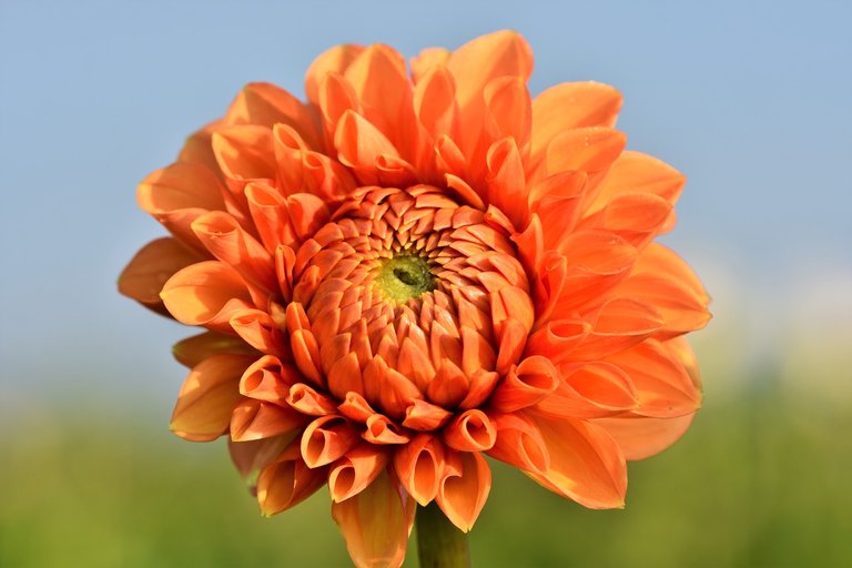 dahlia-3678831_1280.jpg