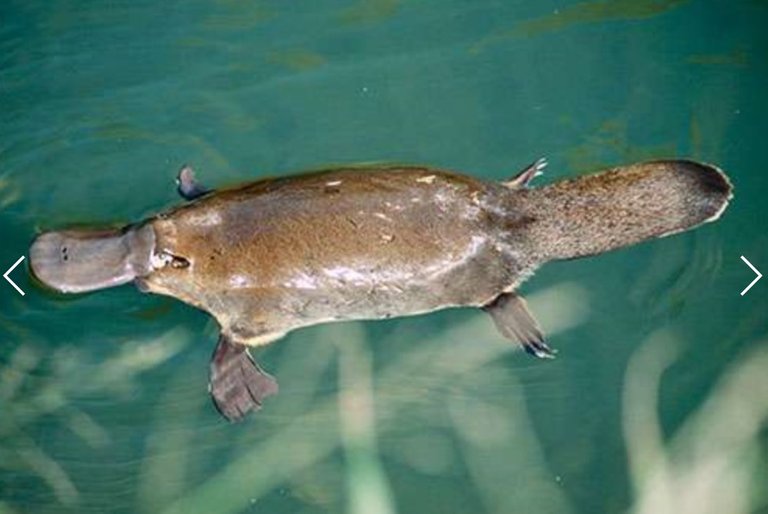 PLATYPUS 1.jpg