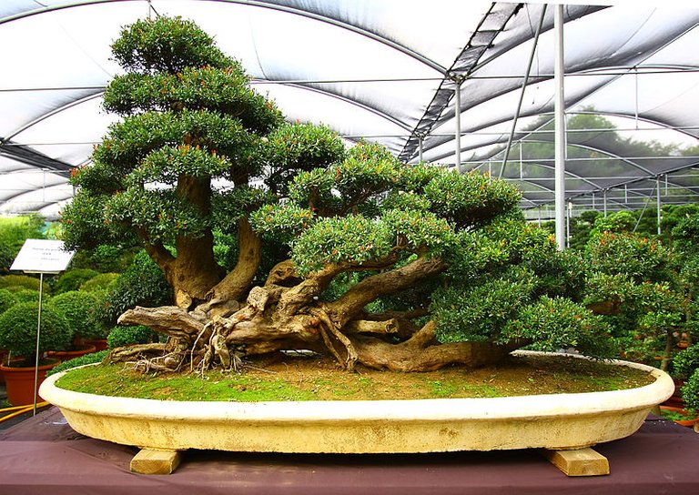 800px-The_bonsai_experience_(2875993491).jpg