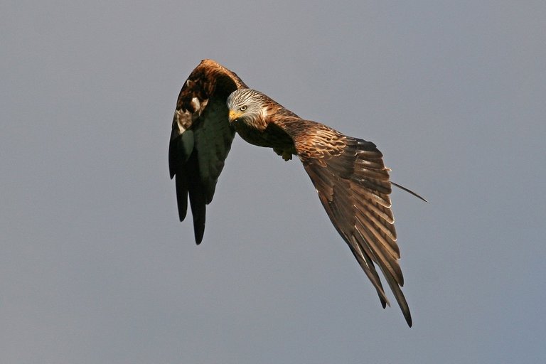 Red kite bird in flight (Lee Parsons) permissions given WEB.jpg