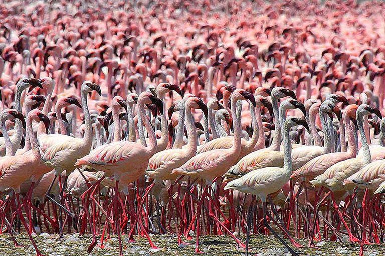 see-flamingos-58a6d9273df78c345b5da4c3.jpg