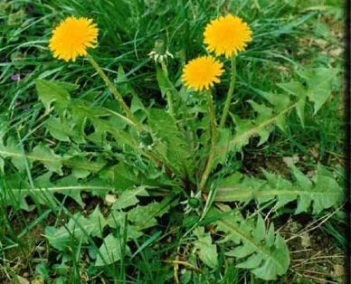 a-Taraxacum-officinale1.jpg