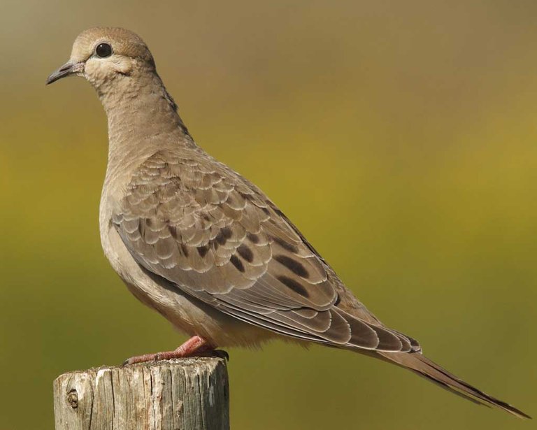 Mourning_Dove_n10-12-021_l_1picture National Audubon Society.jpg