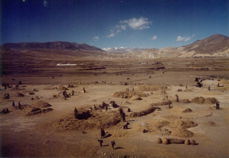 Farm Tibet.jpg