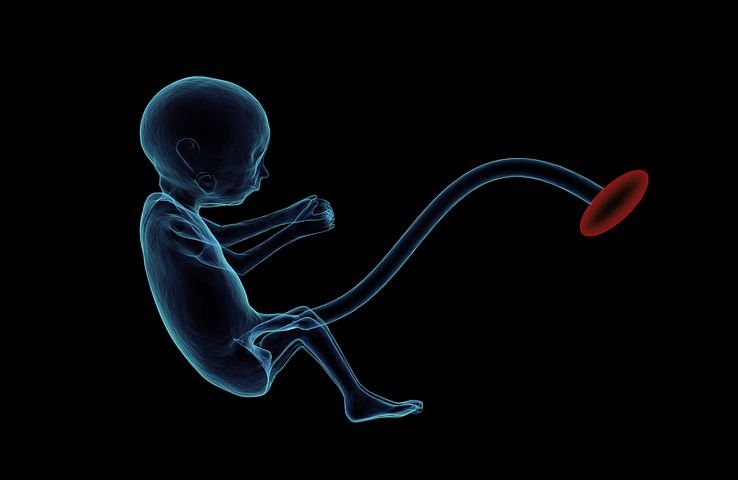 fetus-1788082__480.jpg