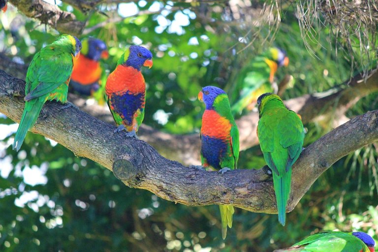 rainbow-lorikeets-433436_1280.jpg