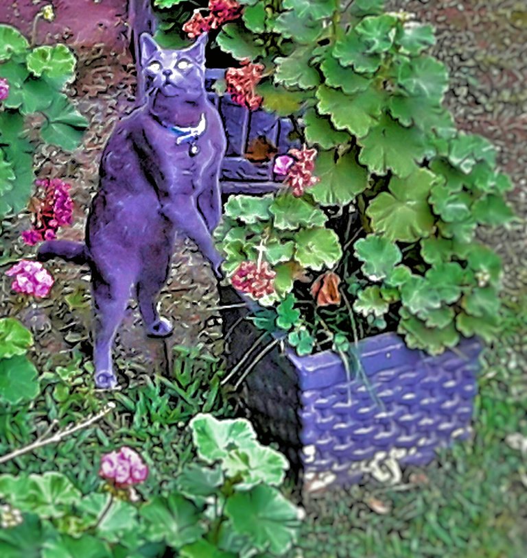 catedit.jpg
