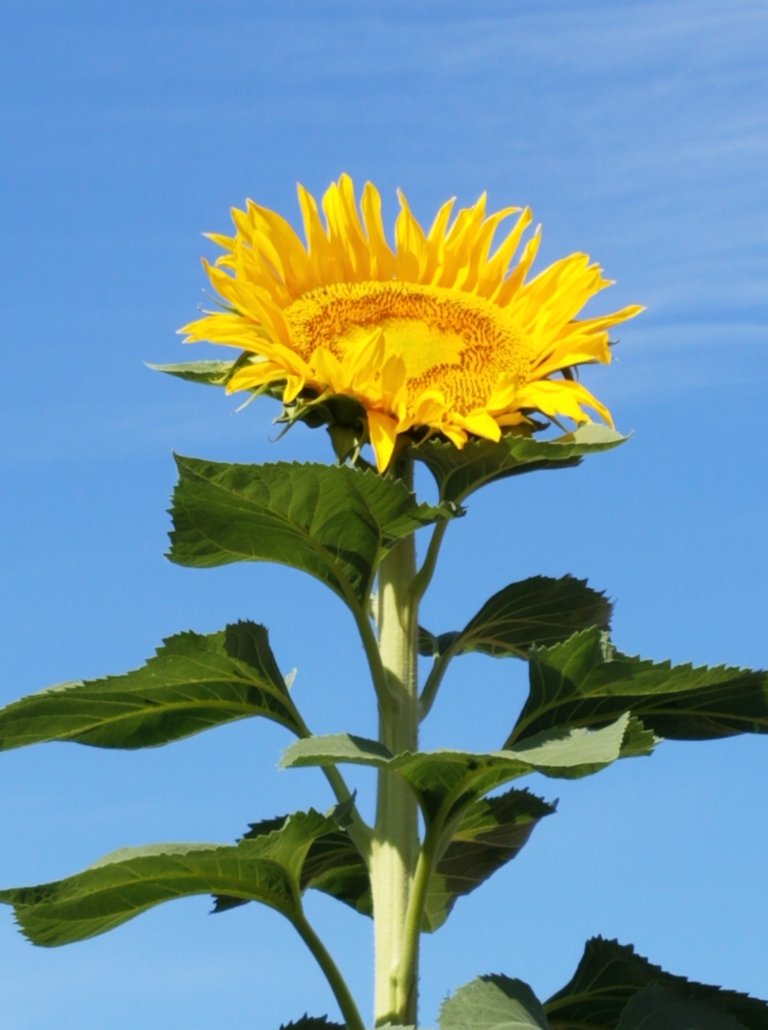 new pic of sunflower.jpg