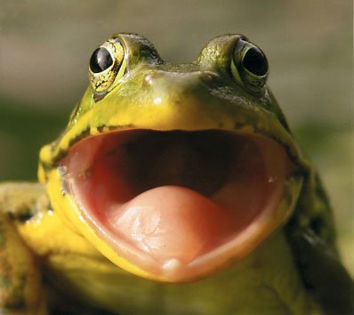 bigmouthfrog.jpg