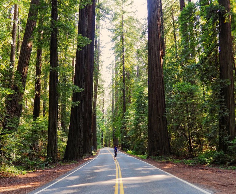 IMG_20170109_155434_668-ben-middle-of-road-redwoods.jpg